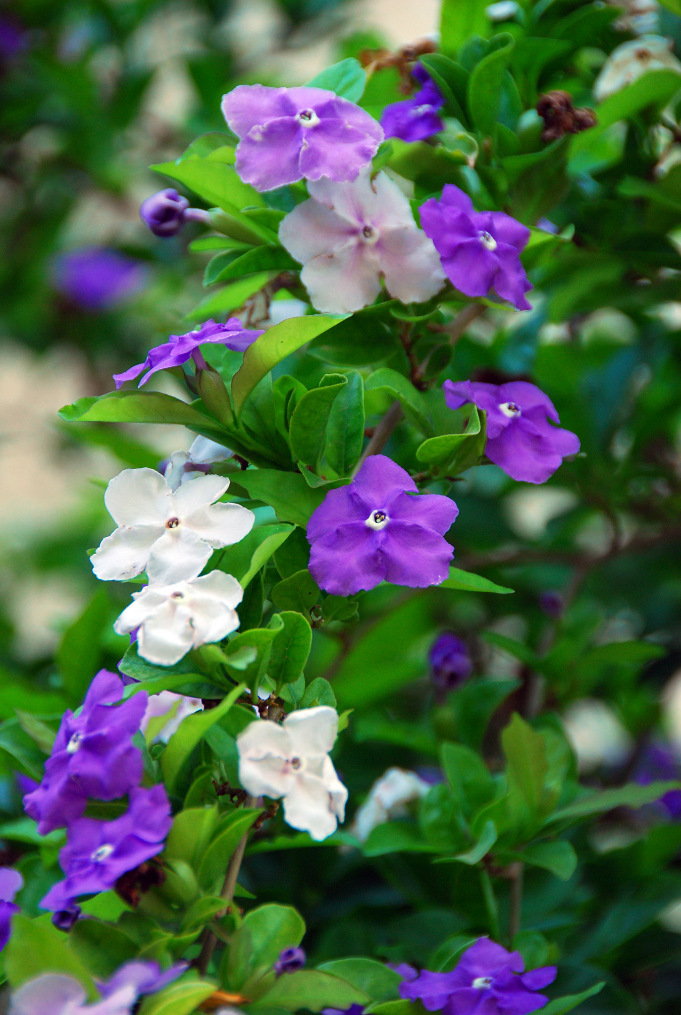 Brunfelsia pauciflora