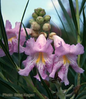 Chilopsis linearis