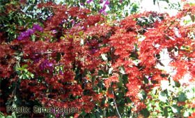 Combretum micorphyllum