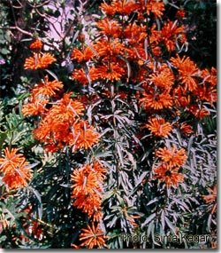 Leonotis leonurus